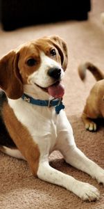 Animals,Sit,Pair,Expectation,Waiting,Beagle,Dogs,Puppies,Couple