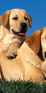 Animals,Sit,Pair,Puppy,Labradors,Couple