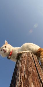 Animals,Sit,Pillar,Post,Collar,Cat