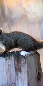 Animals,Sit,Pillar,Post,Tail,Log,Squirrel