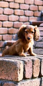 Animals,Sit,Puppy,Ears,Bricks