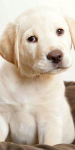 Animals,Sit,Puppy,Kid,Tot,Labrador