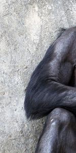 Chimpanzé,Asseoir,S’Asseoir,Animaux,Réflexions,Mur,Un Singe,Singe,Méditation