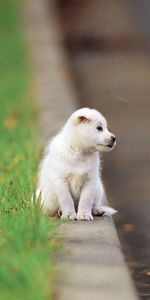 Animales,Sentarse,Niño,Nene,Camino,Cachorro