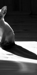 Animals,Sit,Shadow,Bw,Kitty,Kitten,Chb