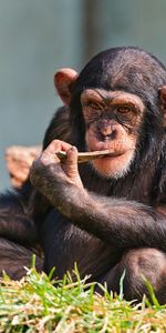 Animals,Sit,Small,Chimpanzee