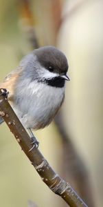 Animals,Sit,Sparrow,Branch,Bird