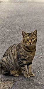 Animals,Sit,Striped,Sidewalk,Cat