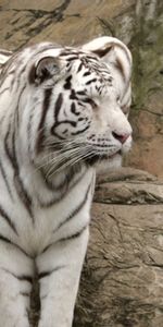 Sentarse,Gato Grande,Albino,Animales,Tigre