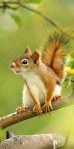 Animals,Sit,Tree,Smooth,Squirrel,Wood,Blur,Branch