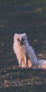 Animals,Sits,Is Sitting,Arctic Fox