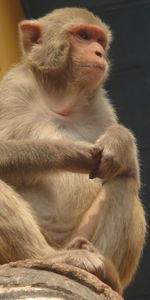 Animals,Sits,Is Sitting,Bottom View,Monkey