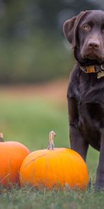 Labrador,Sienta,Está Sentado,Animales,Perro,Calabaza