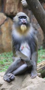 Animals,Sits,Is Sitting,Mandrill,Monkey