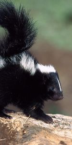 Animals,Skunks