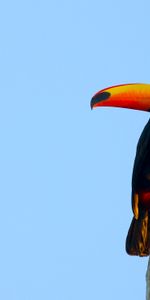 Le Bec,Bec,Animaux,Sky,Toucan,Oiseau