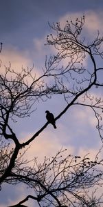 Animals,Sky,Bird,Branch,Dove