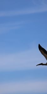 Animales,Vuelo,Cielo,Pájaro,Cigüeña