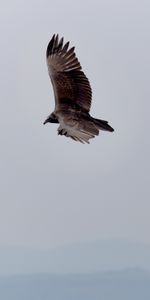 Animales,Cielo,Vuelo,Pájaro,Alas,Águila