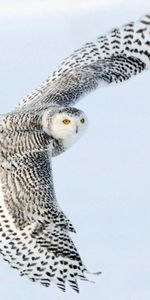 Animals,Sky,Bird,Predator,Sweep,Wings,Wave,Owl