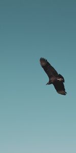 Animals,Sky,Bird,Vulture,Soar,To Fly,Fly