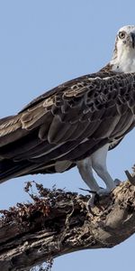 Animals,Sky,Bird,Wood,Tree,Branches,Dry,Snag,Koryak