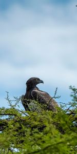 Animals,Sky,Branch,Predator,Bird,Beak