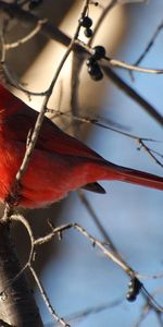 Animals,Sky,Branches,Bird,Color