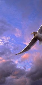 Animals,Sky,Clouds,Bird,Gull,Seagull