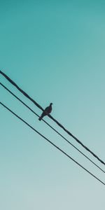 Animals,Sky,Dove,Wire,Wires