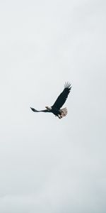 Cielo,Vuelo,Águila,Águila Calva,Águila Cabeciblanca,Animales,Minimalismo