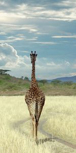 Animaux,Sky,Girafes