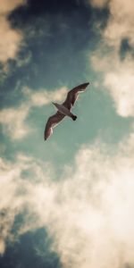 Animals,Sky,Gull,Clouds,Bird,Seagull,Wings