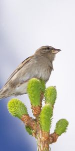 Animals,Sky,Leaves,Clouds,Bird,Sparrow,Branch,Beak,Leaflet