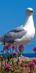 Animals,Sky,Light Coloured,Gull,Bird,Light,Color,Seagull