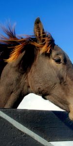 Animals,Sky,Mane,Head,Horse