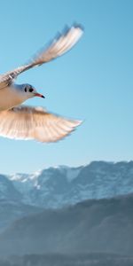 Animals,Sky,Mountains,Bird,Flight,Gull,Seagull