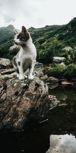 Cielo,Montañas,Las Rocas,Rocas,Gatito,Mascota,Animales