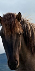 Animals,Sky,Muzzle,Mainly Cloudy,Overcast,Horse