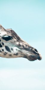 Animals,Sky,Muzzle,Profile,Giraffe