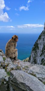 Cielo,Mar,Las Rocas,Rocas,Un Mono,Tití,Animales,Mono