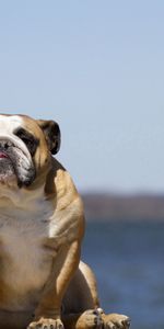 Animals,Sky,Sit,Dog,Bulldog