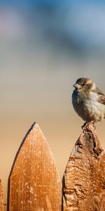 Animals,Sky,Sparrow,Fence,Bird