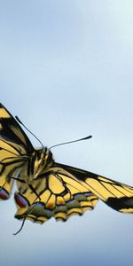 Animals,Sky,Wings,Butterfly