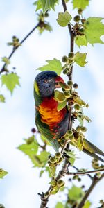 Animales,Cielo,Madera,Abigarrado,Sucursales,Ramas,Loros,Árbol,Multicolor