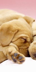 Animales,Lindo,Dormir,Soñar,Linda,Cachorros,Labradores