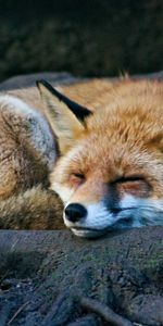 Rêve,Faune,Animal,Dormir,Un Renard,Renard,Animaux