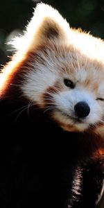 Animals,Small,Petite,Fiery,Fire,Fox,Panda