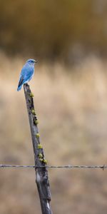 Animals,Snag,Bird,Focus