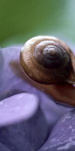 Escargots,Animaux